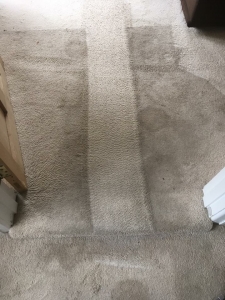 Starting to clean a pretty dirty carpet!